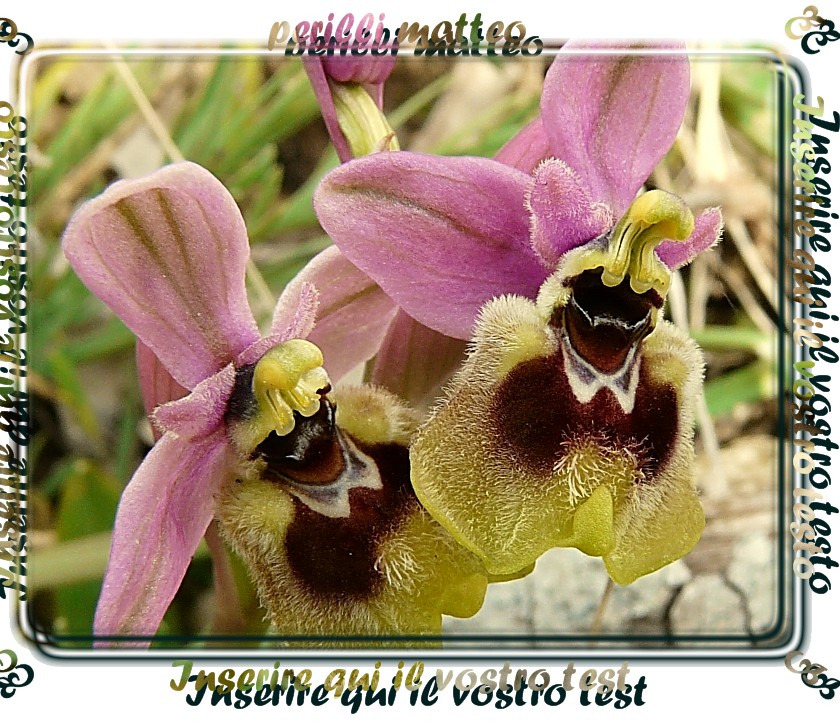 Ophrys Tenthredinifera......